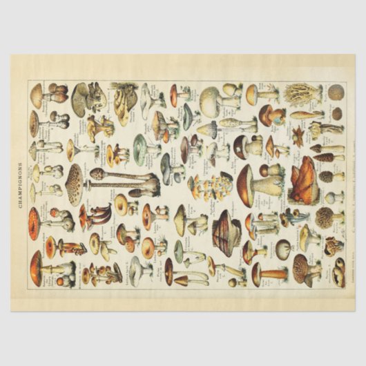 Paddenstoelen  debetpapier tissuepapier (Voorkant)