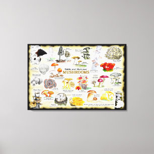 Paddenstoelen (eetbaar en medicinaal) Groot Canvas Afdruk