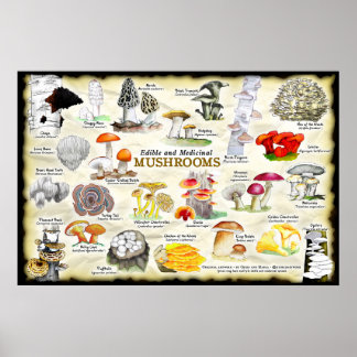 Paddenstoelen (eetbaar en medicinaal) poster
