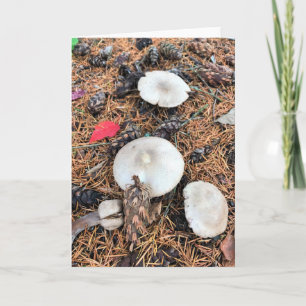 Paddenstoelen en pingenkegels kaart