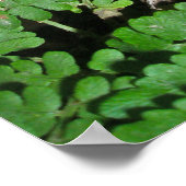 Paddenstoelen en Poster van Fern (Hoek)