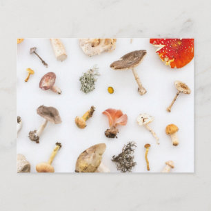 paddenstoelen Fungus Briefkaart