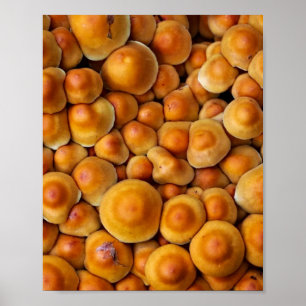 paddenstoelen Fungus Poster