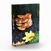 Paddenstoelen in een boom, Oregon Fotoblokken (Links)