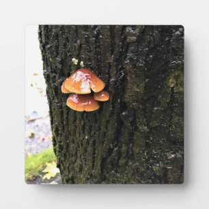 Paddenstoelen in een boom, Oregon Fotoplaat