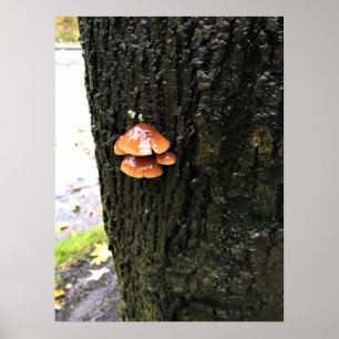Paddenstoelen in een boom, Oregon Poster