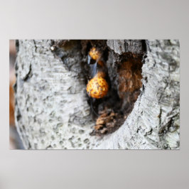 Paddenstoelen in een Tree Poster