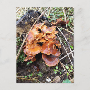 Paddenstoelen in het bos briefkaart