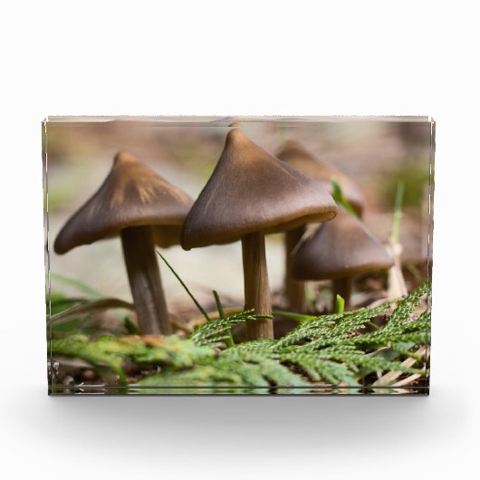 Paddenstoelen in het bos fotoblokken (Voorkant)