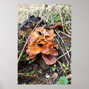 Paddenstoelen in het bos poster