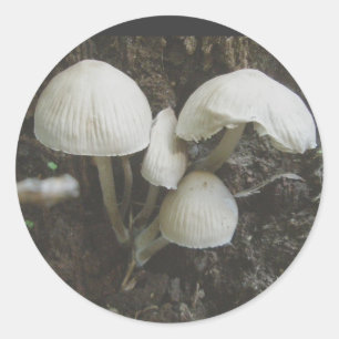 Paddenstoelen in pompstickers ronde sticker