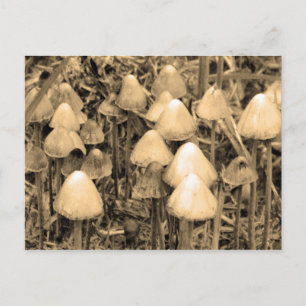 Paddenstoelen in Sepia Briefkaart