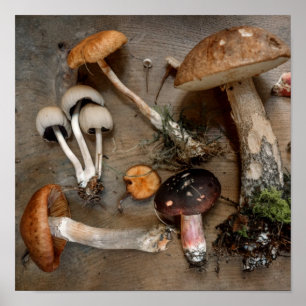 Paddenstoelen Love Fungi Poster