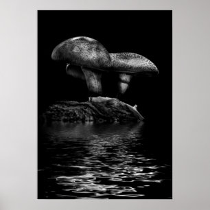 Paddenstoelen Op Een Pad Reflectie Nr 5 Poster