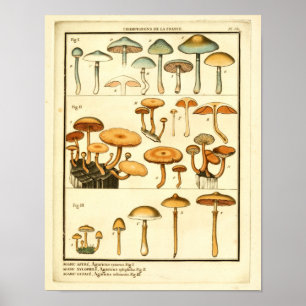 paddenstoelen Oranje blauw Frans kunstwerk afdruk Poster