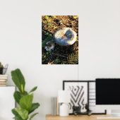 Paddenstoelen, Oregon Poster (Thuiskantoor)