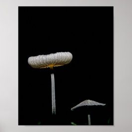 paddenstoelen poster