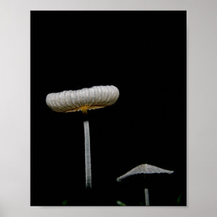paddenstoelen poster