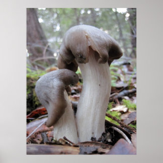 Paddenstoelen Poster
