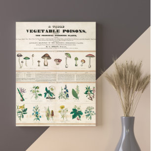 Paddenstoelen Retro 1840-1850 Poster