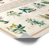 Paddenstoelen  Retro 1840-1850 Poster (Hoek)