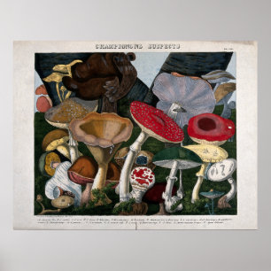 Paddenstoelen schimmels poster