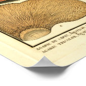 paddenstoelen Striped Fungus French Art Print (Hoek)