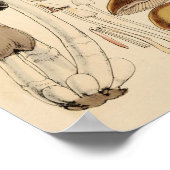  Paddenstoelen Types Botanische Grafiek Poster (Hoek)