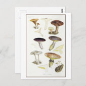  Paddenstoelen van de Fir Bossen Illustratie Briefkaart (Voorkant / Achterkant)