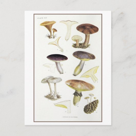  Paddenstoelen van de Fir Bossen Illustratie Briefkaart (Voorkant)