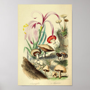  paddenstoelen Varieties Kunst drukken Rood Wit Poster
