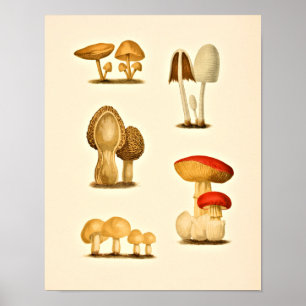  paddenstoelen Varieties Kunst Drukt rood Geel af Poster