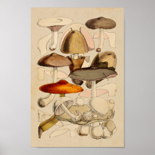  paddenstoelen Varieties Rode bruine kunst afdrukk Poster