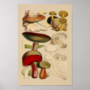  paddenstoelen Varieties Rode groene kunst afdrukk Poster