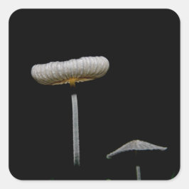 paddenstoelen vierkante sticker