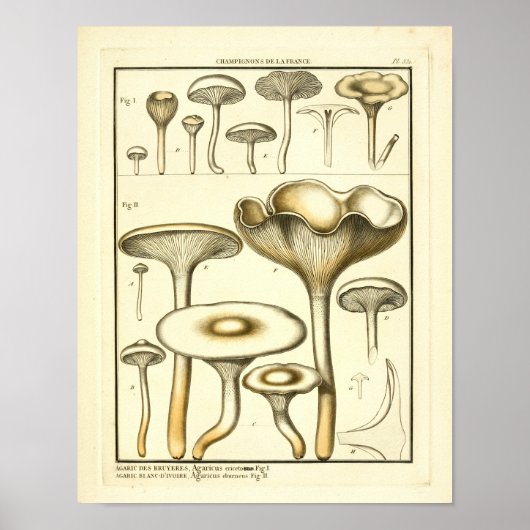  paddenstoelen White Fungus French Art Print (Voorkant)