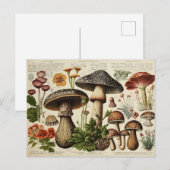 paddenstoelenkast ontkoppelen briefkaart (Voorkant / Achterkant)