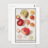  paddenstoelillustratie briefkaart (Voorkant / Achterkant)