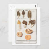  paddenstoelillustratie briefkaart (Voorkant / Achterkant)