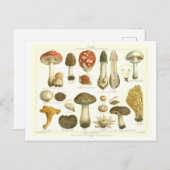  Paddestoel Botanisch Briefkaart (Voorkant / Achterkant)