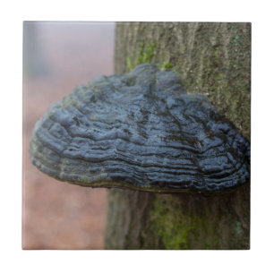 Paddestoel op een boomboomstam in het bos tegeltje