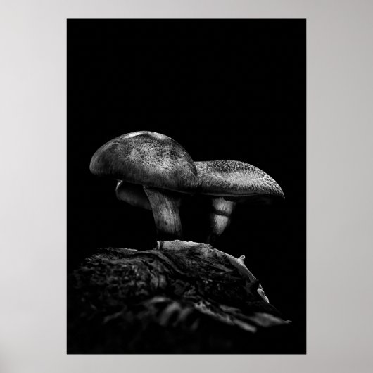Paddestoelen op een pad nr. 5 poster (Voorkant)