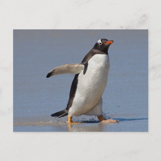 Paddling Gentoo Briefkaart (Voorkant)