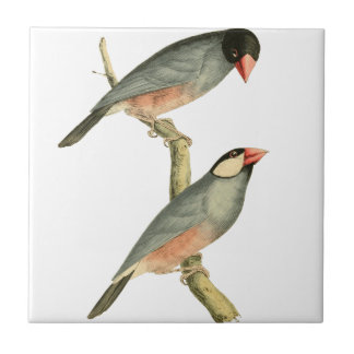 Padie, rijstvogel of Java Sparrow Bird Illust Tegeltje