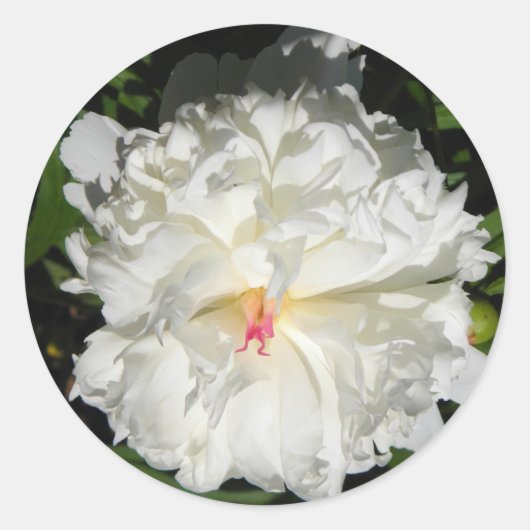 Paeonia lactiflora ronde sticker (Voorkant)
