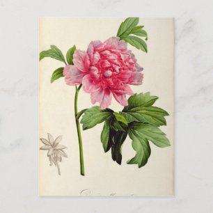 Paeonia Moutan, c.1799 Briefkaart