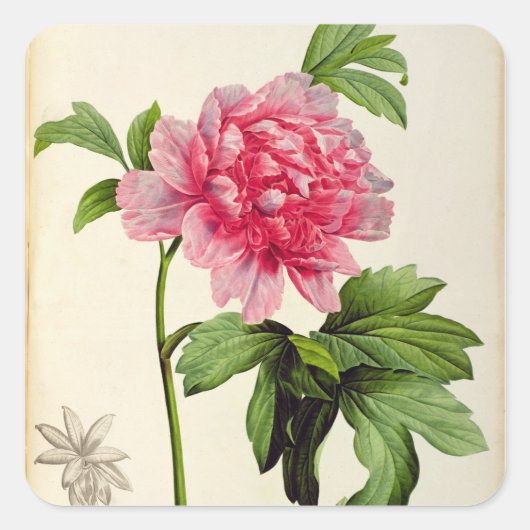 Paeonia Moutan, c.1799 Vierkante Sticker (Voorkant)