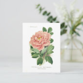 Paeonia moutan (Peony) Briefkaart (Staand voorkant)