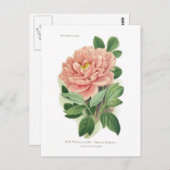 Paeonia moutan (Peony) Briefkaart (Voorkant / Achterkant)