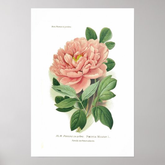 Paeonia moutan (Peony) Poster (Voorkant)
